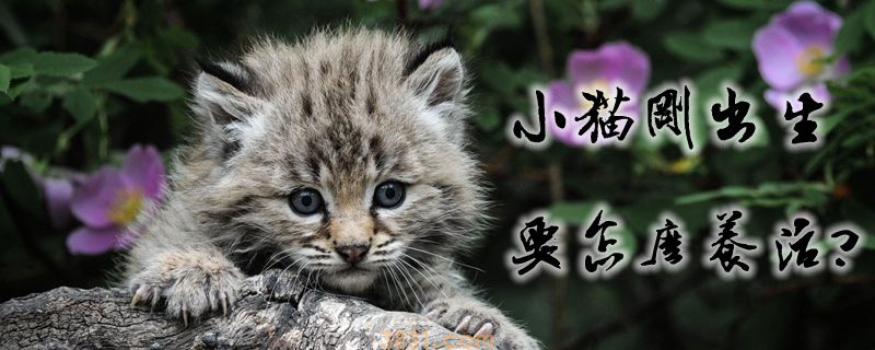 小猫刚出生要怎么养活(图1)