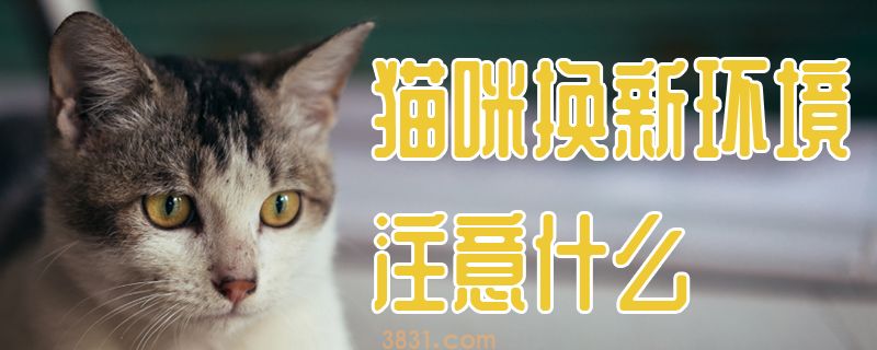 猫咪换新环境注意什么(图1)