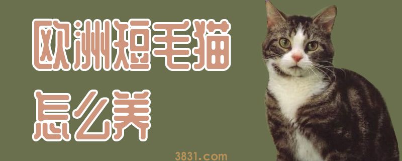 欧洲短毛猫怎么养(图1)