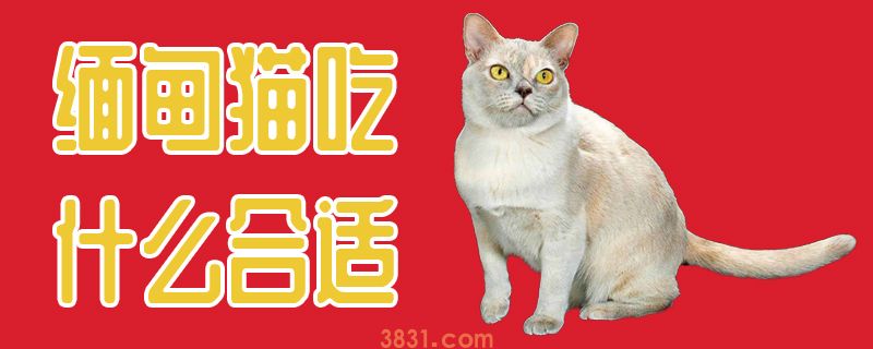 缅甸猫吃什么合适(图1)