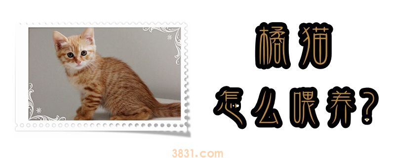橘猫怎么喂养(图1)