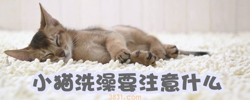 小猫洗澡要注意什么(图1)