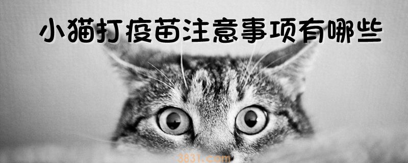 小猫打疫苗注意事项有哪些(图1)