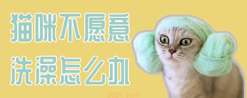 猫咪不愿意洗澡怎么办(图1)