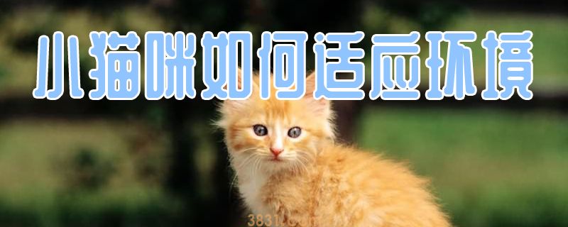 小猫咪如何适应环境(图1)