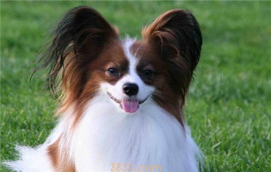 蝴蝶犬是哪里的 蝴蝶犬俗名蝶耳犬你知道吗(图1)