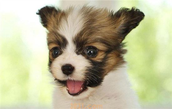 蝴蝶犬是哪里的 蝴蝶犬俗名蝶耳犬你知道吗(图2)