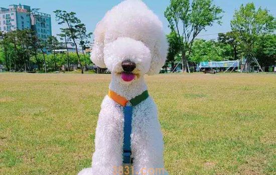 纯种巨贵怎样挑选 遇到无良商家也不怕(图1)