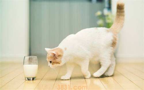 怎么给小猫咪喂羊奶粉(图1)