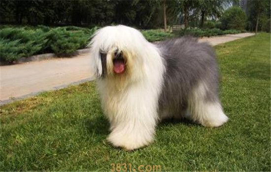 古牧是什么犬 古牧为什么不能摇晃尾巴(图2)