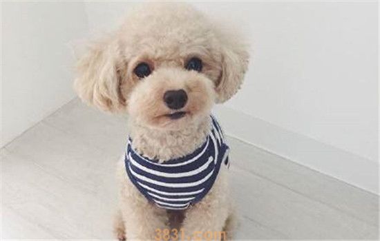 泰迪犬是贵宾犬吗 泰迪犬的由来你知道吗(图1)