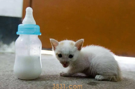 怎么给小猫咪喂羊奶粉(图4)