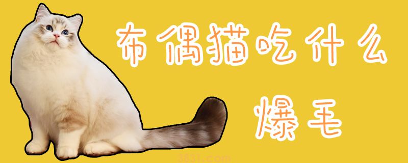 布偶猫吃什么爆毛(图1)