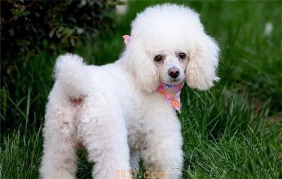 泰迪犬是贵宾犬吗 泰迪犬的由来你知道吗(图2)