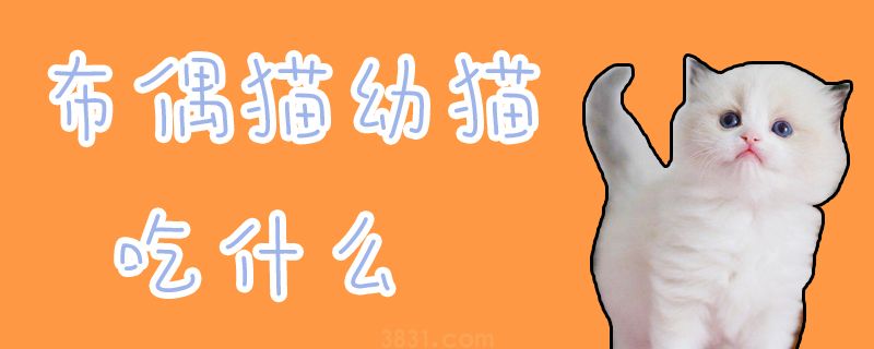 布偶猫幼猫吃什么(图1)