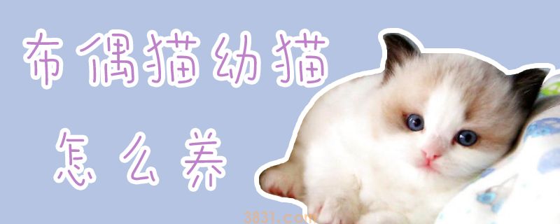 布偶猫幼猫怎么养(图1)