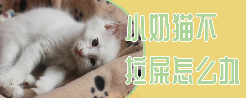 小奶猫不拉屎怎么办(图1)