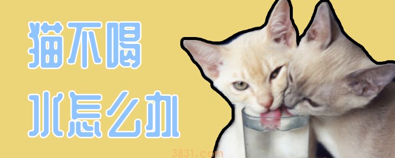 猫不喝水怎么办(图1)