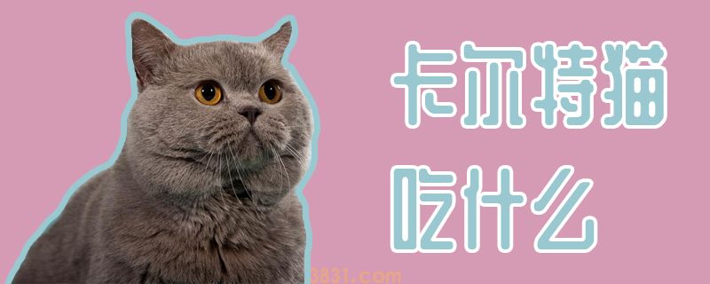 卡尔特猫吃什么(图1)