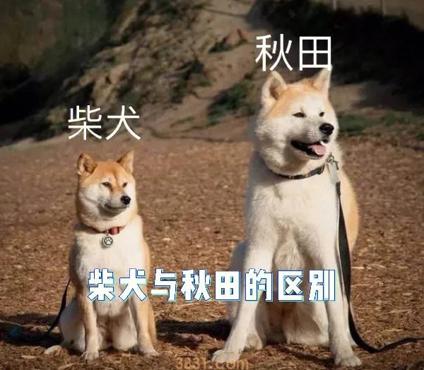柴犬秋田犬区别 注意这几点超级好分辨!(图1)