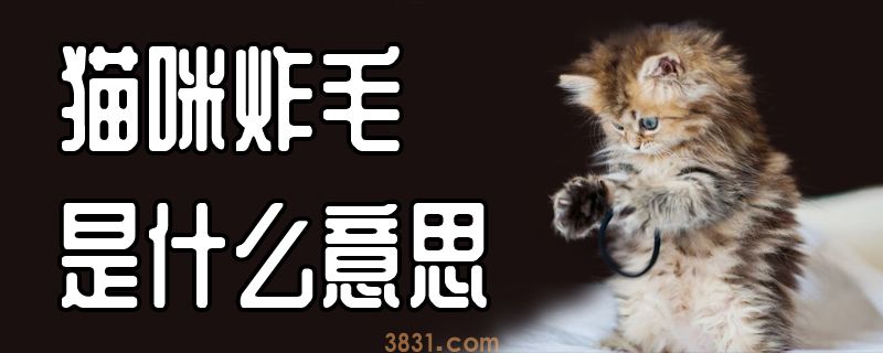 猫咪炸毛是什么意思(图1)