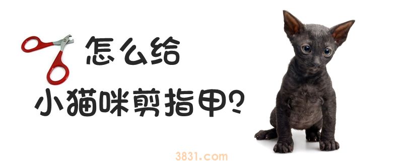 怎么给小猫咪剪指甲(图1)