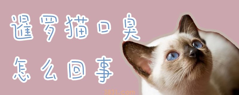 暹罗猫口臭怎么回事(图1)