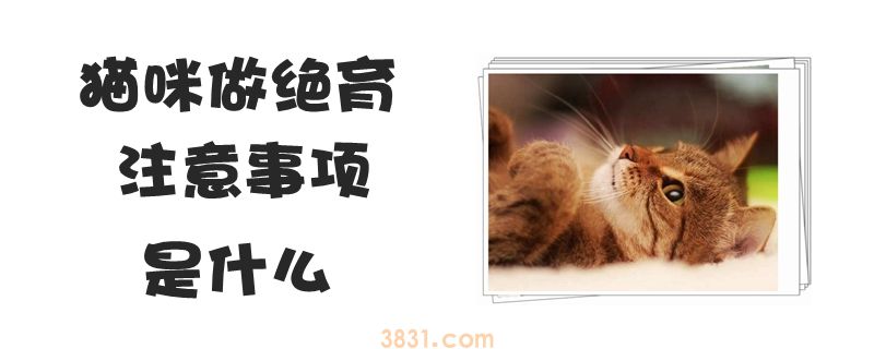 猫咪做绝育注意事项是什么(图1)