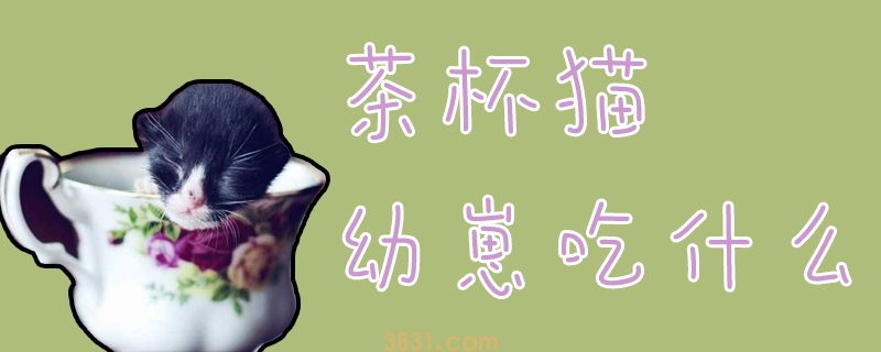茶杯猫幼崽吃什么(图1)