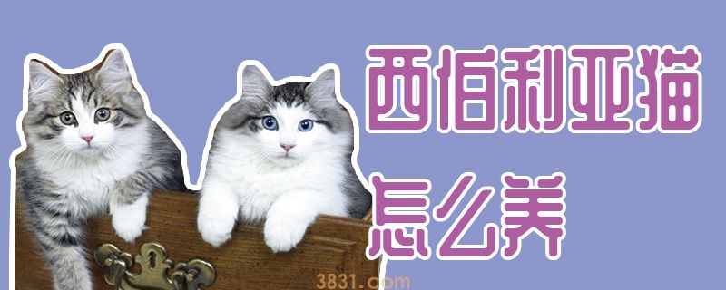 西伯利亚猫怎么养(图1)