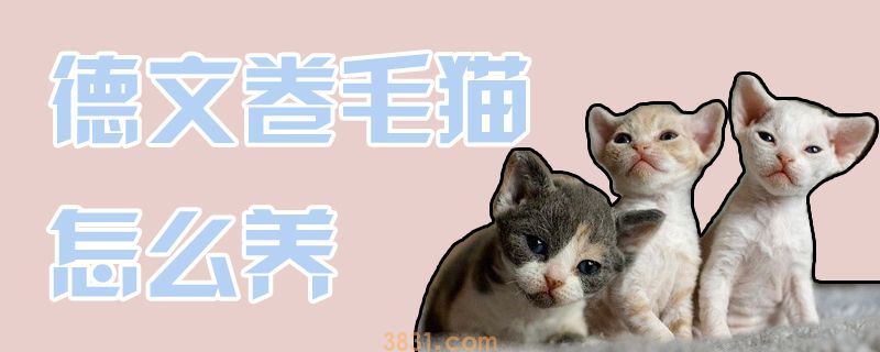 德文卷毛猫怎么养(图1)