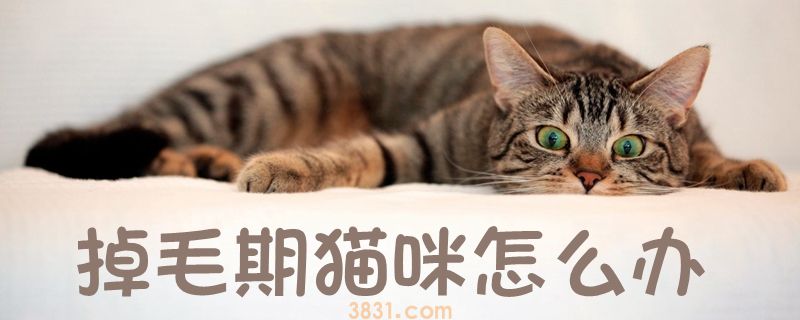 掉毛期猫咪怎么办(图1)