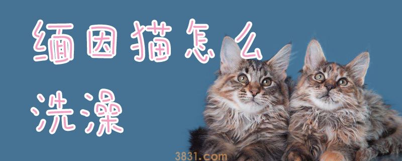 缅因猫怎么洗澡(图1)