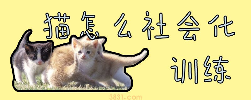 猫怎么社会化训练(图1)