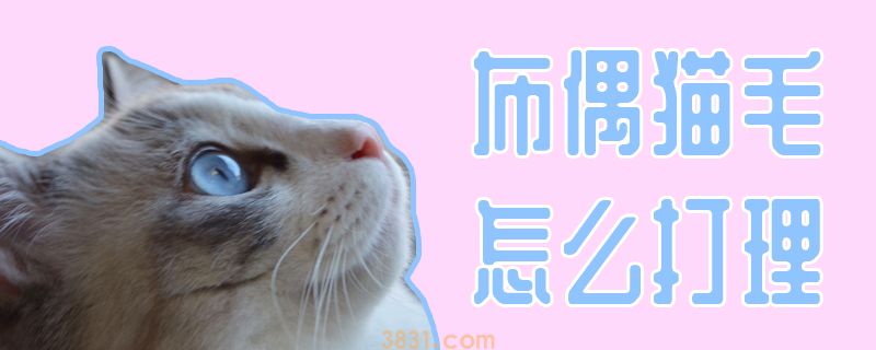 布偶猫毛怎么打理(图1)