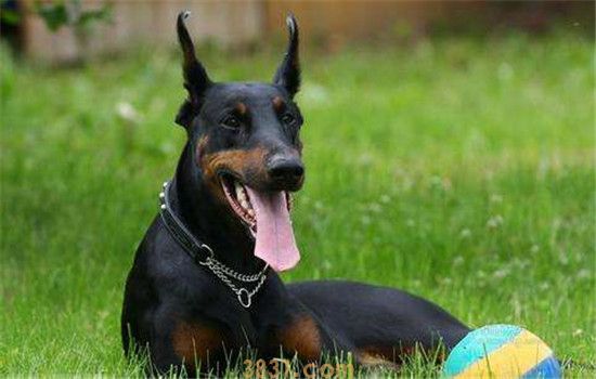 军犬有哪些品种 作为军犬的狗狗你知道几种(图3)