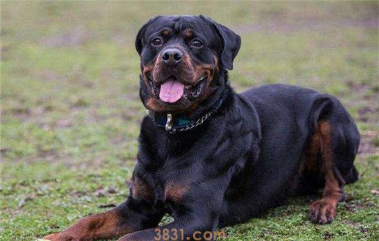 军犬有哪些品种 作为军犬的狗狗你知道几种(图2)
