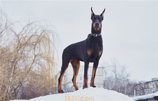 四大工作犬品种 这四种工作犬深受人们喜爱(图1)
