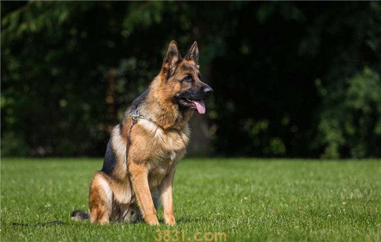 工作犬有哪些 这几种工作犬你都知道吗(图1)