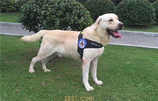 工作犬有哪些 这几种工作犬你都知道吗(图2)