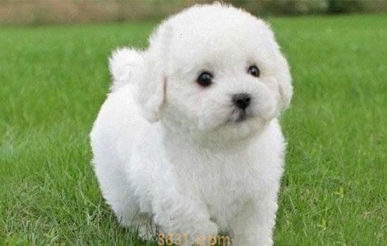 比熊是什么品种 比熊犬是泰迪吗(图1)