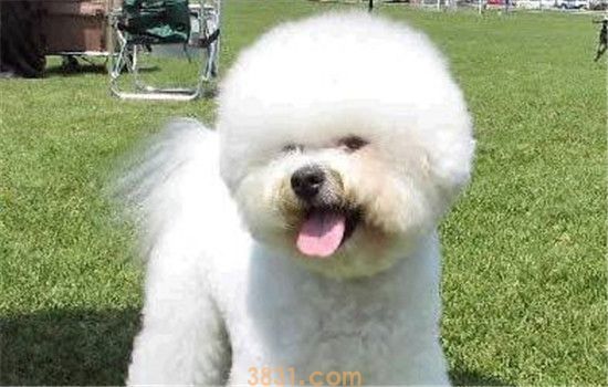 比熊是什么品种 比熊犬是泰迪吗(图2)