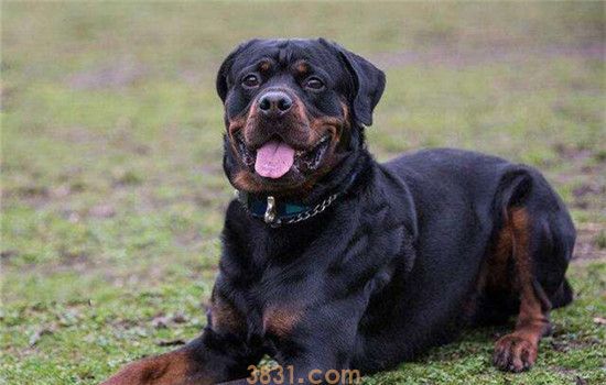 罗威纳是什么犬 罗威纳是优秀的家庭伴侣犬(图1)