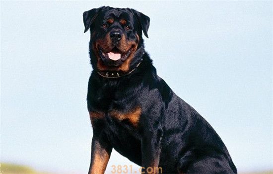 罗威纳是什么犬 罗威纳是优秀的家庭伴侣犬(图2)