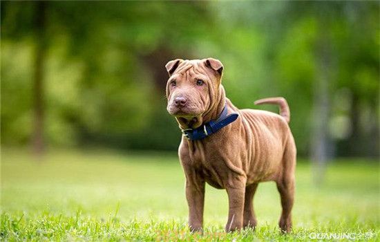 沙皮犬原产地是哪里 沙皮犬起源于中国你知道吗(图1)