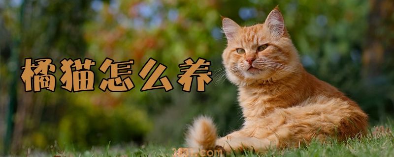 橘猫怎么养(图1)