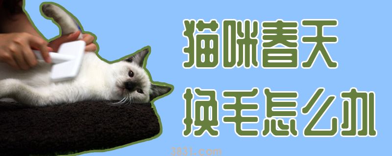 猫咪春天换毛怎么办(图1)