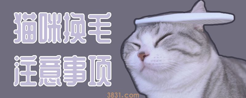猫咪换毛注意事项(图1)