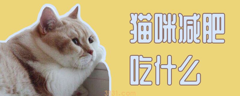 猫咪减肥吃什么(图1)