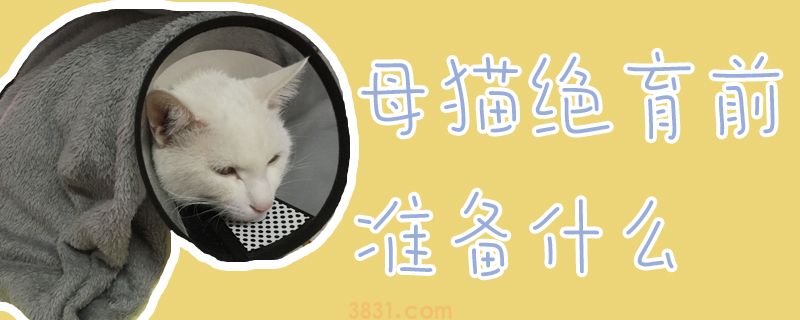 母猫绝育前准备什么(图1)